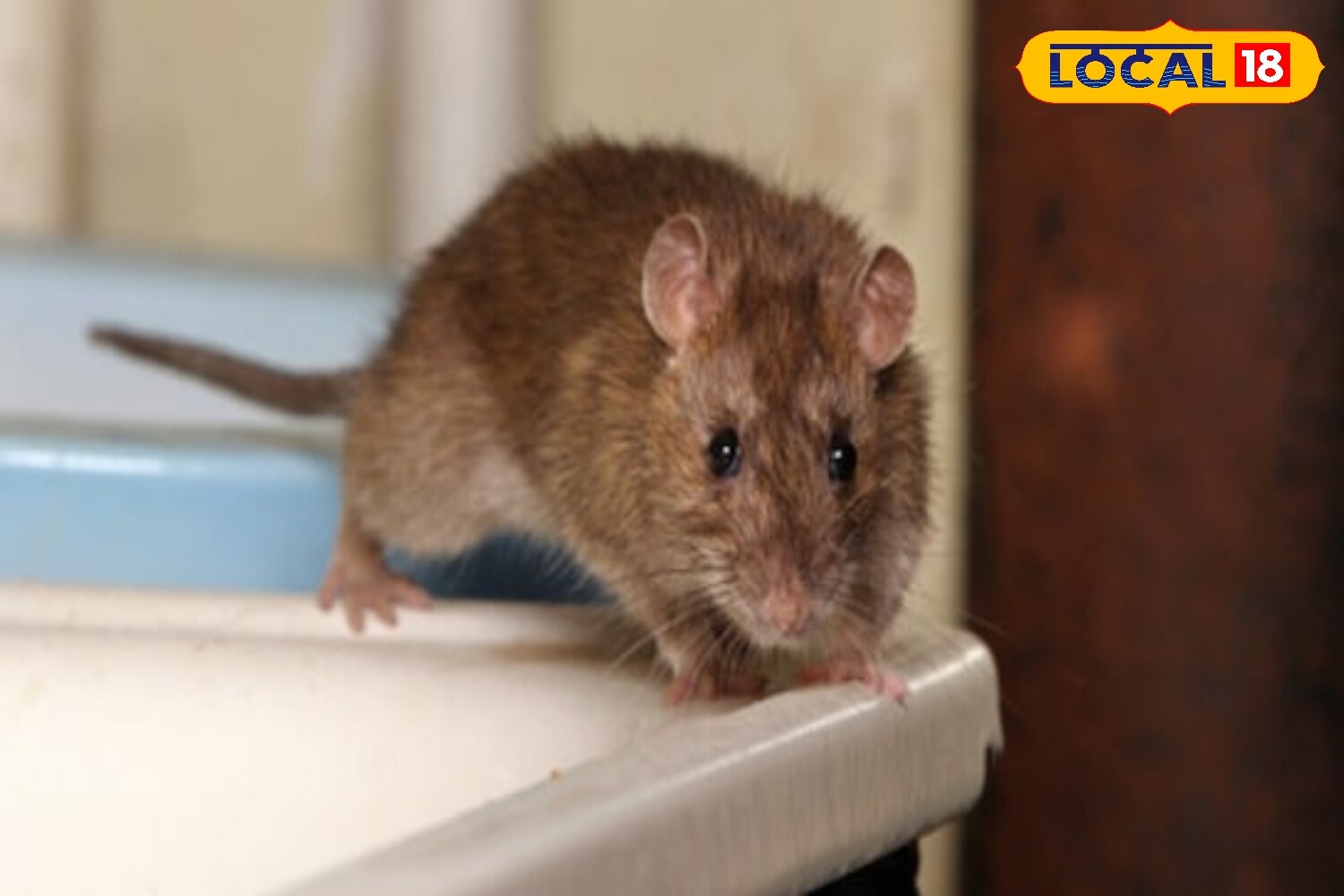 If rats have been sneaking into your home and creating havoc, there’s no need to rely on toxic repellents or traps anymore. A simple, eco-friendly solution lies right in your kitchen — orange peels. If rats have been sneaking into your home and creating havoc, there’s no need to rely on toxic repellents or traps anymore. A simple, eco-friendly solution lies right in your kitchen — orange peels.