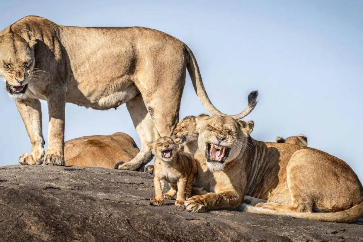 Nature’s Funniest Faces: The 2025 Comedy Wildlife Photography Finalists Are Here