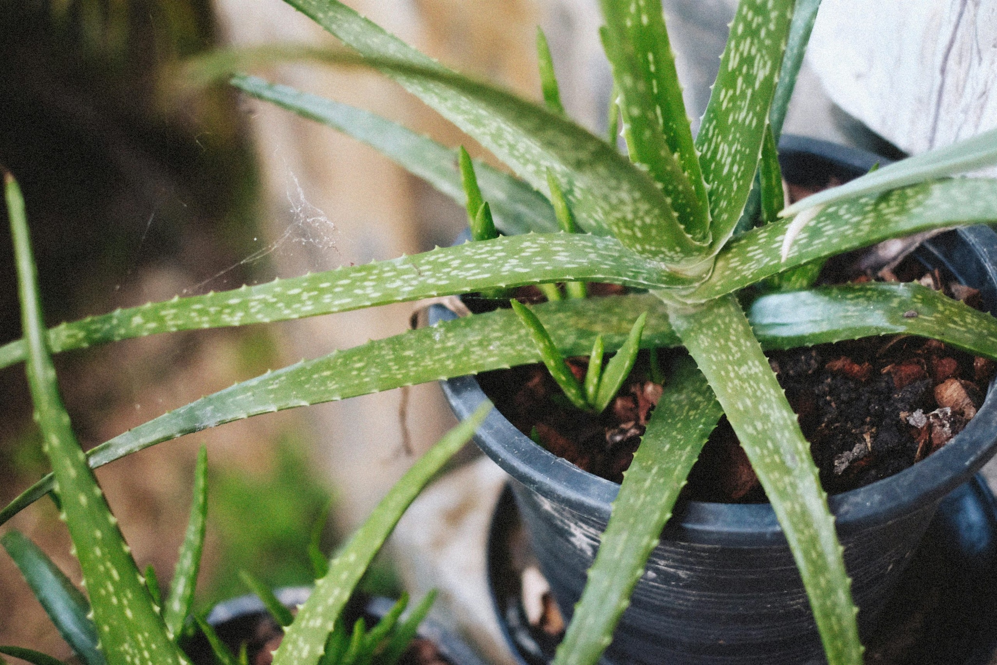 Aloe Vera: Functional and decorative — place it in a copper pot for a modern, healing touch. Aloe Vera: Functional and decorative — place it in a copper pot for a modern, healing touch.