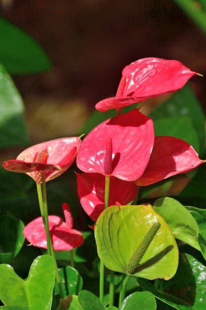 Anthurium: Bright red, pink, or white heart-shaped flowers give a pop of festive colour and charm. Anthurium: Bright red, pink, or white heart-shaped flowers give a pop of festive colour and charm.