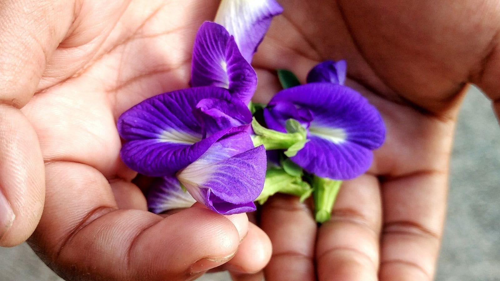 Sacred Flowers To Offer Lord Shiva During Karthika Masam Sacred Flowers To Offer Lord Shiva During Karthika Masam