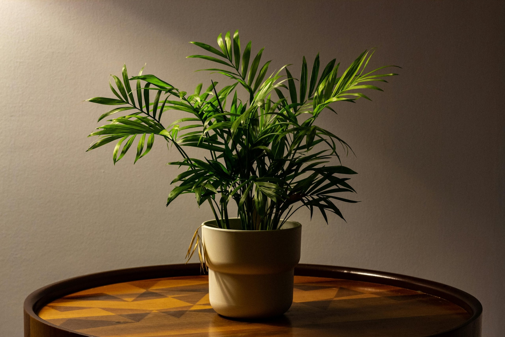 Areca Palm: Its lush, feathery leaves add a tropical elegance — perfect for corners or beside entryways.