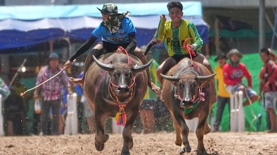 Thai buffalo racers compete in a sprint event during an annual buffalo racing festival in Chonburi, Thailand. (AP photo)