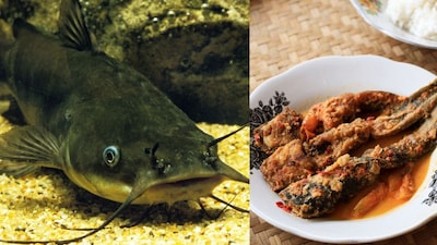 This fish is officially banned. But the enticing taste makes it favorite and available in local markets. (Image: X)