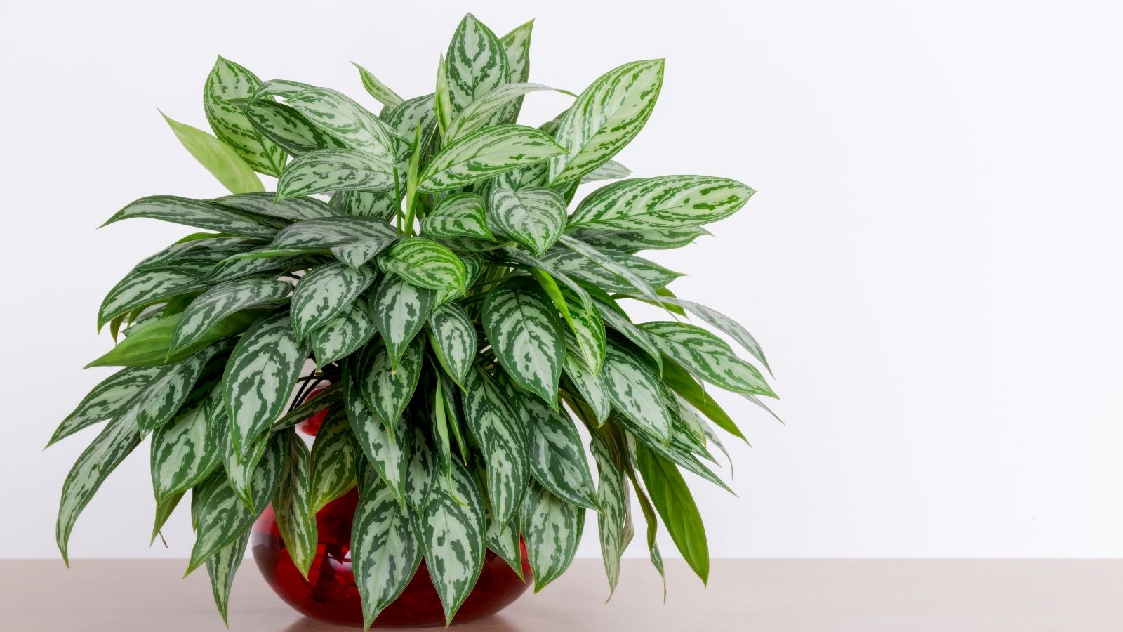 Smog Season Survival: 8 Must-Have Indoor Plants To Keep Your Air Clean Smog Season Survival: 8 Must-Have Indoor Plants To Keep Your Air Clean