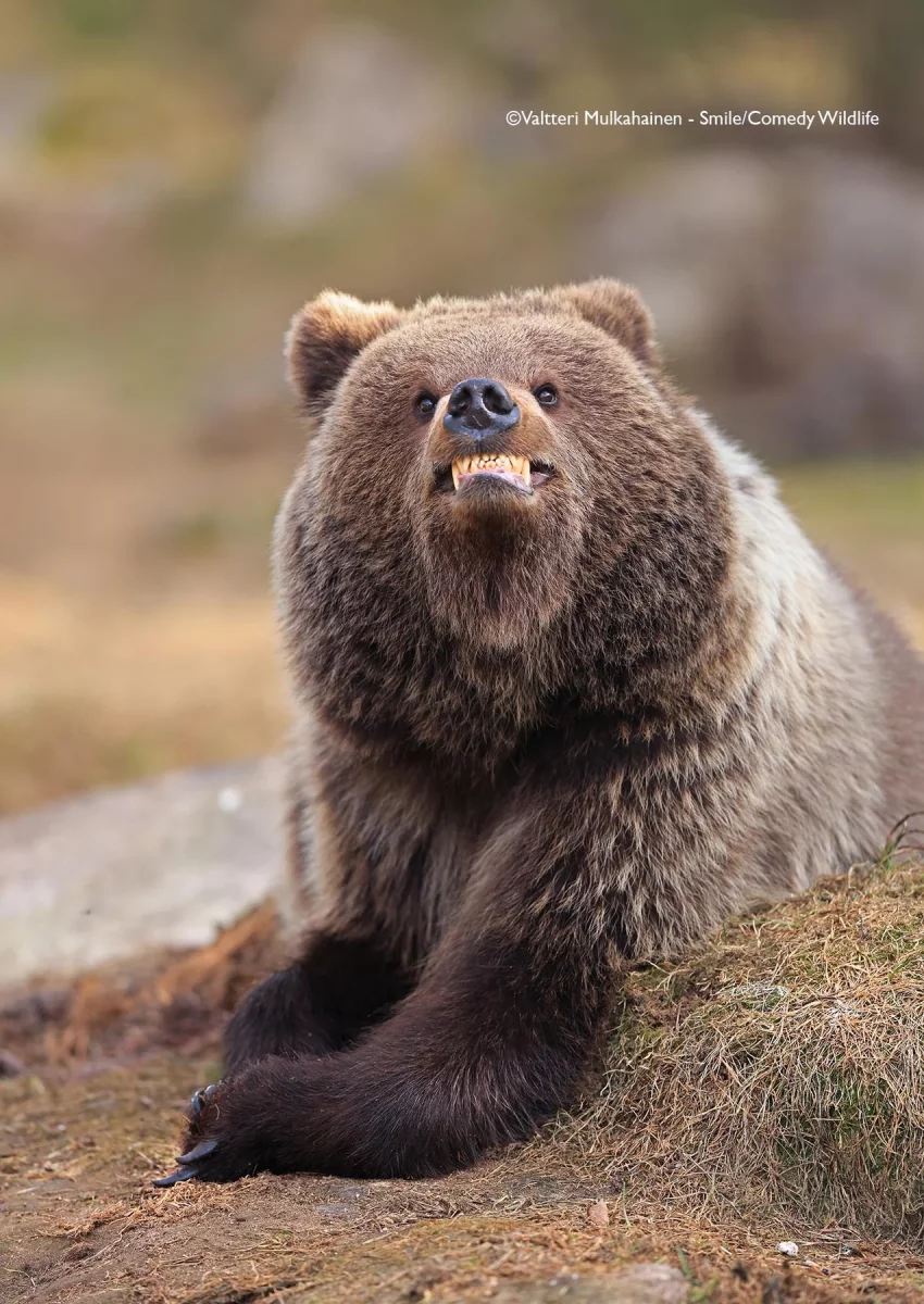 Comedy Wildlife Photography Awards 2025 finalists Comedy Wildlife Photography Awards 2025 finalists