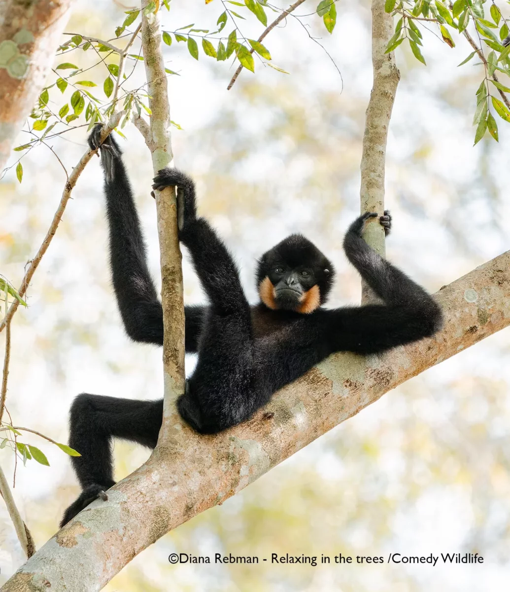 Comedy Wildlife Photography Awards 2025 finalists Comedy Wildlife Photography Awards 2025 finalists