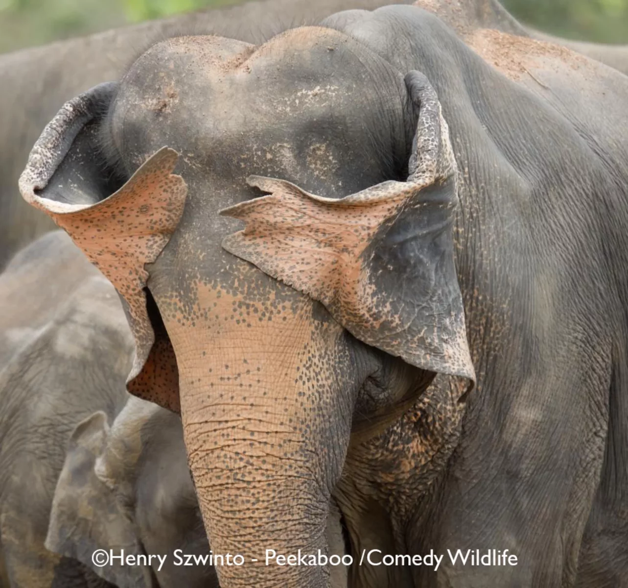 Comedy Wildlife Photography Awards 2025 finalists Comedy Wildlife Photography Awards 2025 finalists
