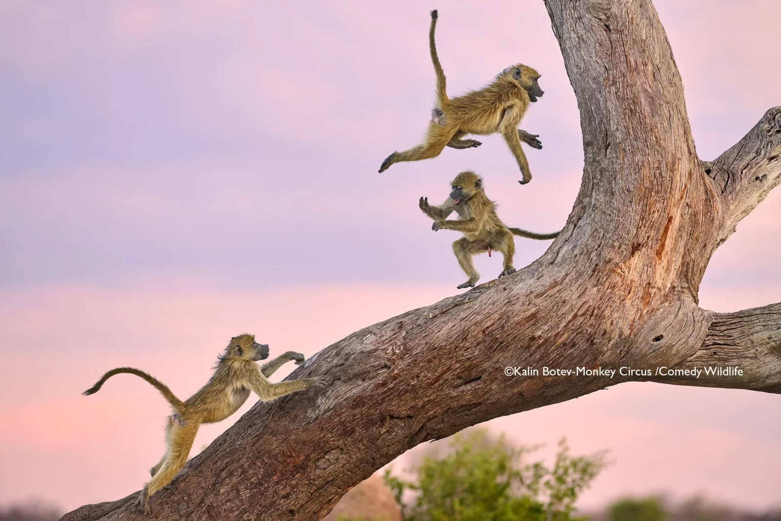 Comedy Wildlife Photography Awards 2025 finalists Comedy Wildlife Photography Awards 2025 finalists