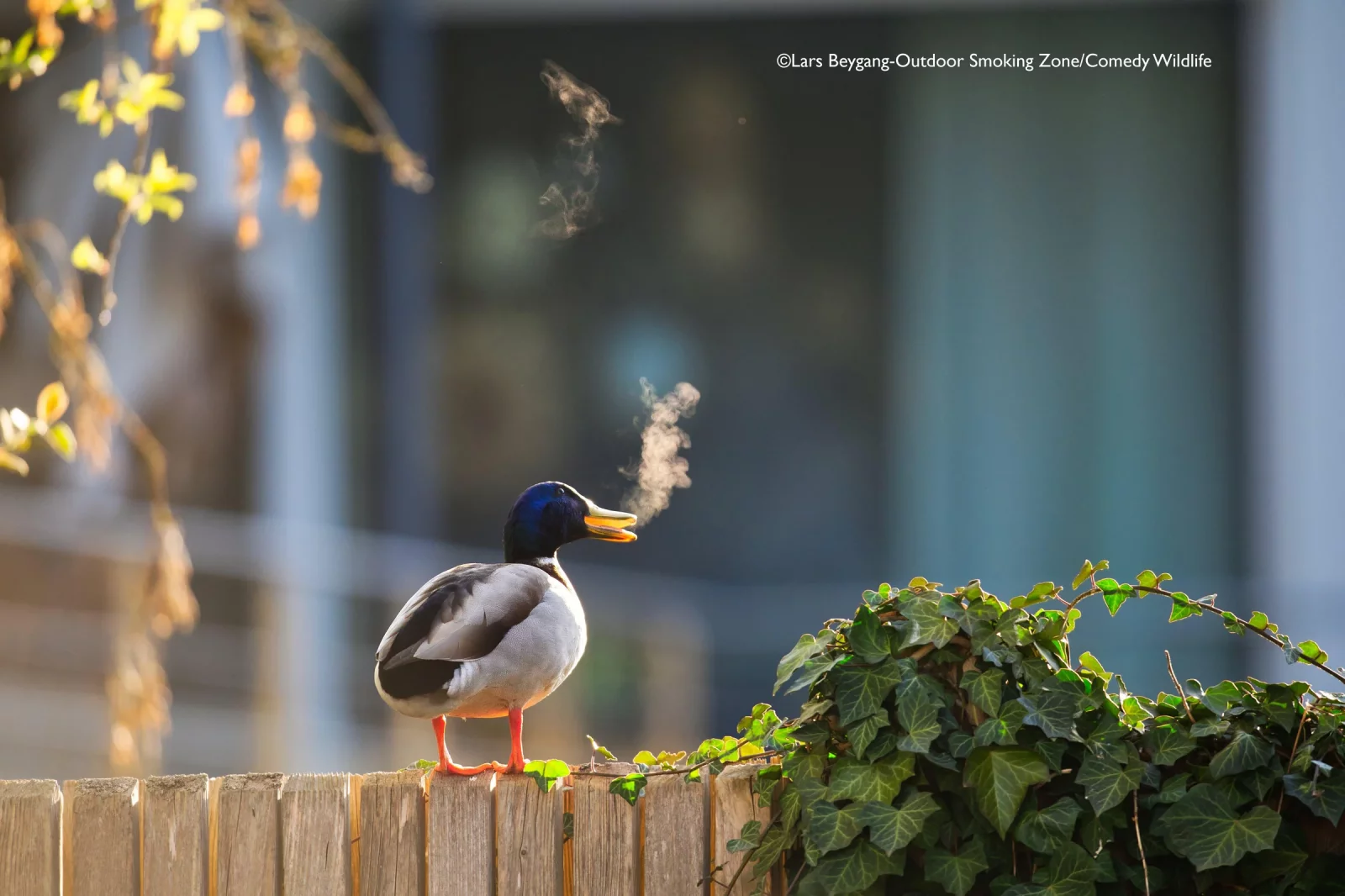 Comedy Wildlife Photography Awards 2025 finalists Comedy Wildlife Photography Awards 2025 finalists