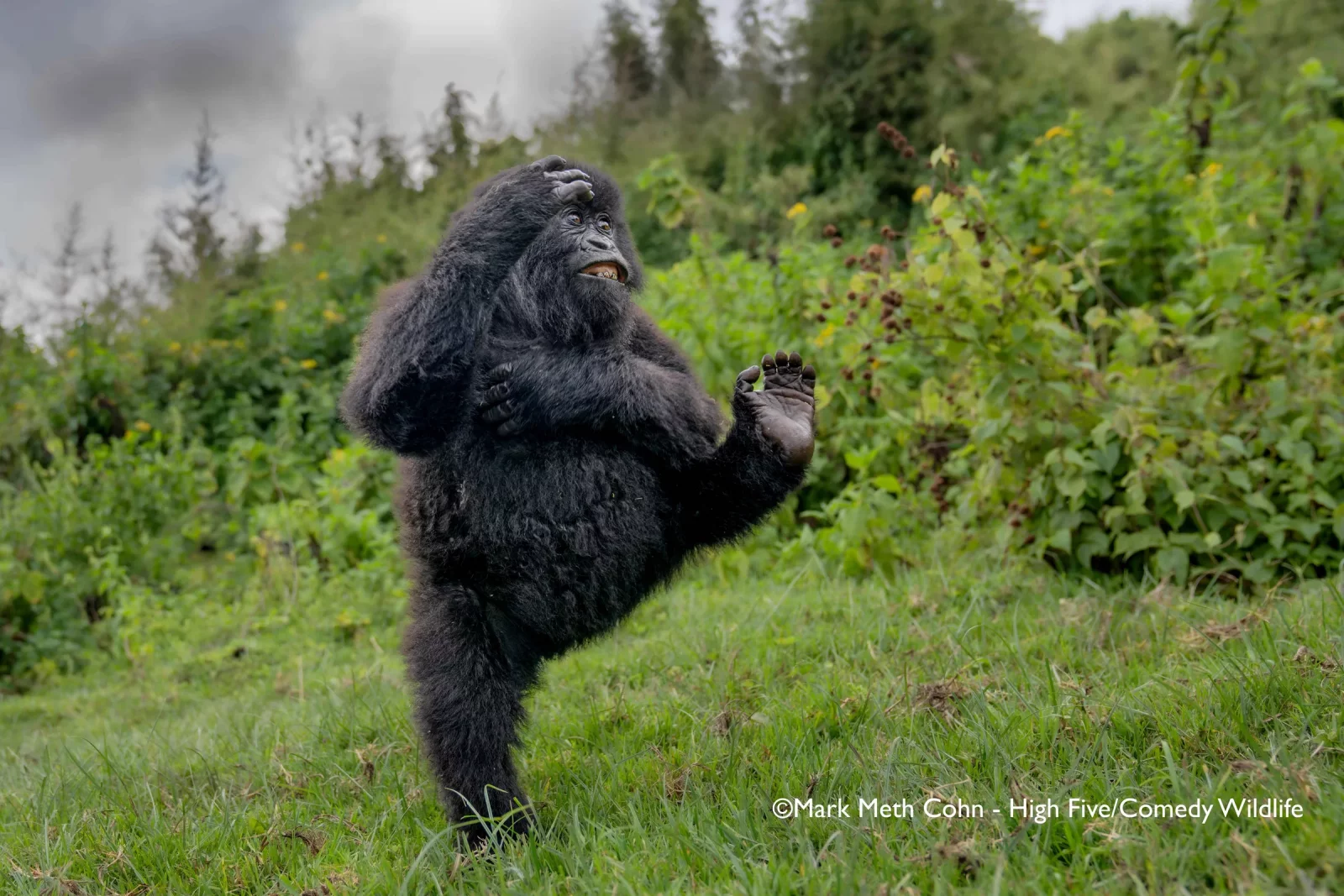 Comedy Wildlife Photography Awards 2025 finalists Comedy Wildlife Photography Awards 2025 finalists
