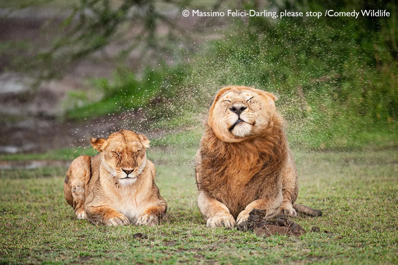 Comedy Wildlife Photography Awards 2025 finalists Comedy Wildlife Photography Awards 2025 finalists
