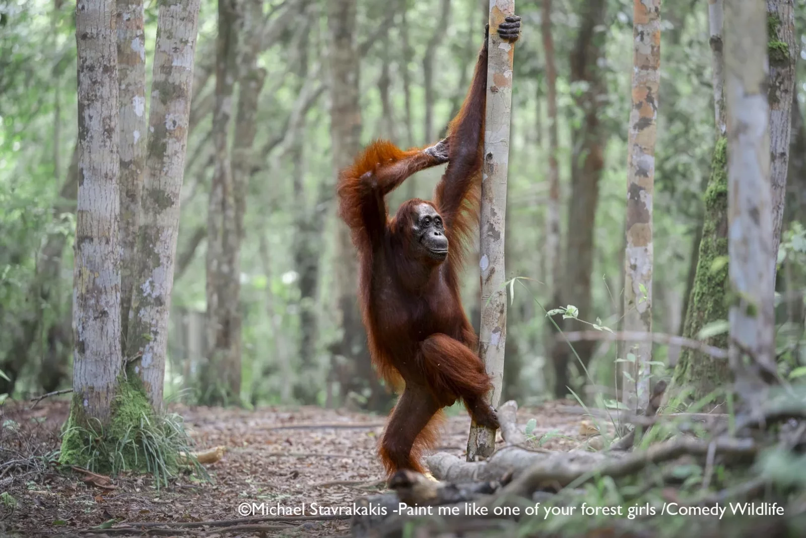 Comedy Wildlife Photography Awards 2025 finalists Comedy Wildlife Photography Awards 2025 finalists