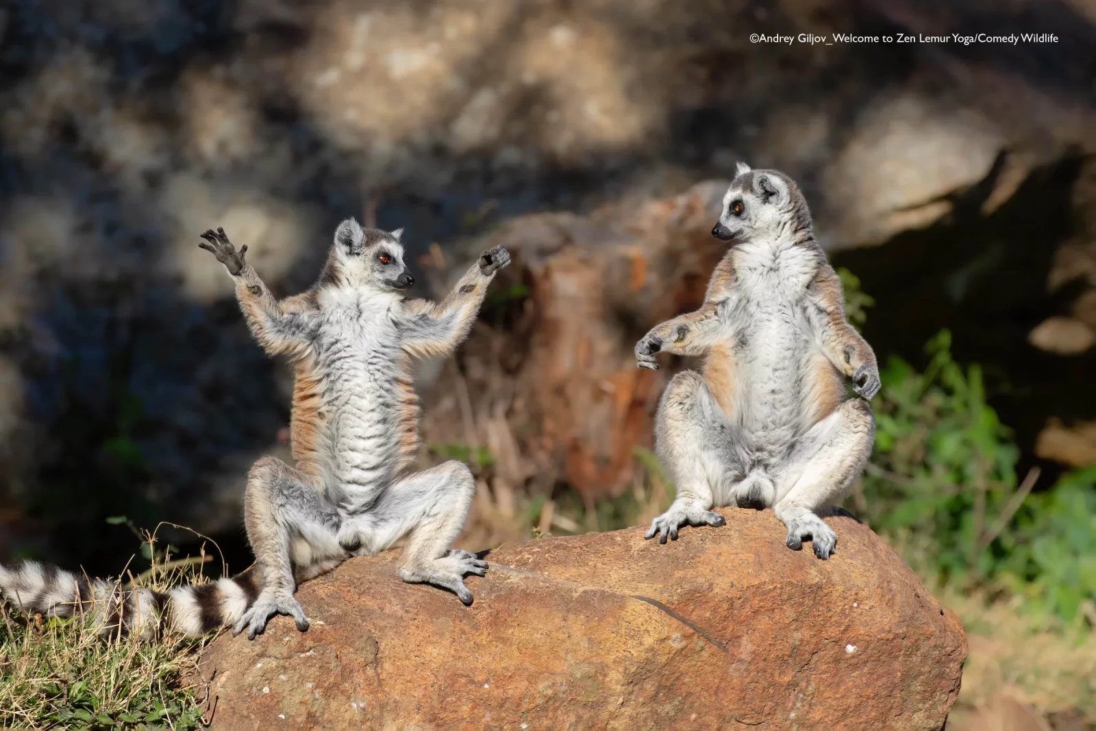 Comedy Wildlife Photography Awards 2025 finalists Comedy Wildlife Photography Awards 2025 finalists