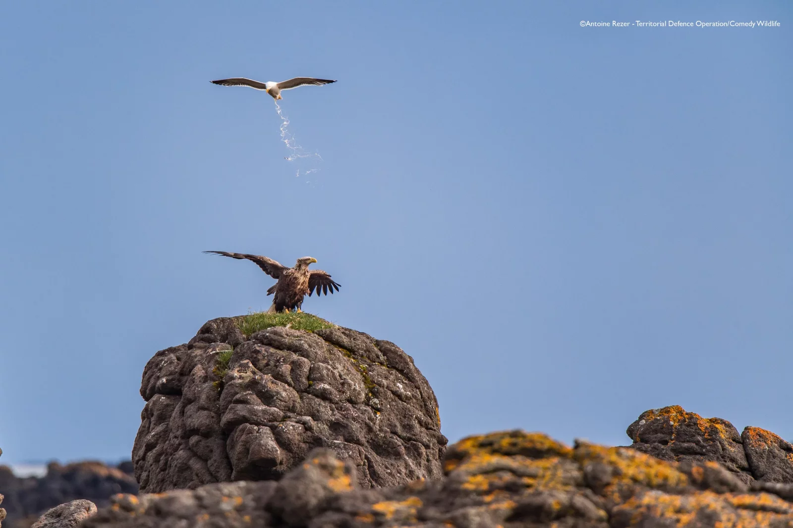 Comedy Wildlife Photography Awards 2025 finalists Comedy Wildlife Photography Awards 2025 finalists