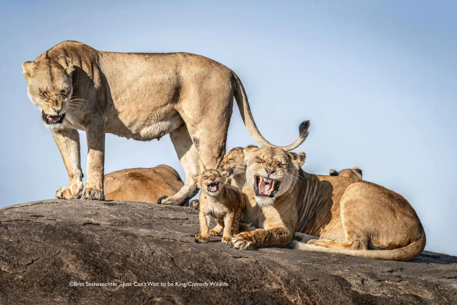 Comedy Wildlife Photography Awards 2025 finalists Comedy Wildlife Photography Awards 2025 finalists