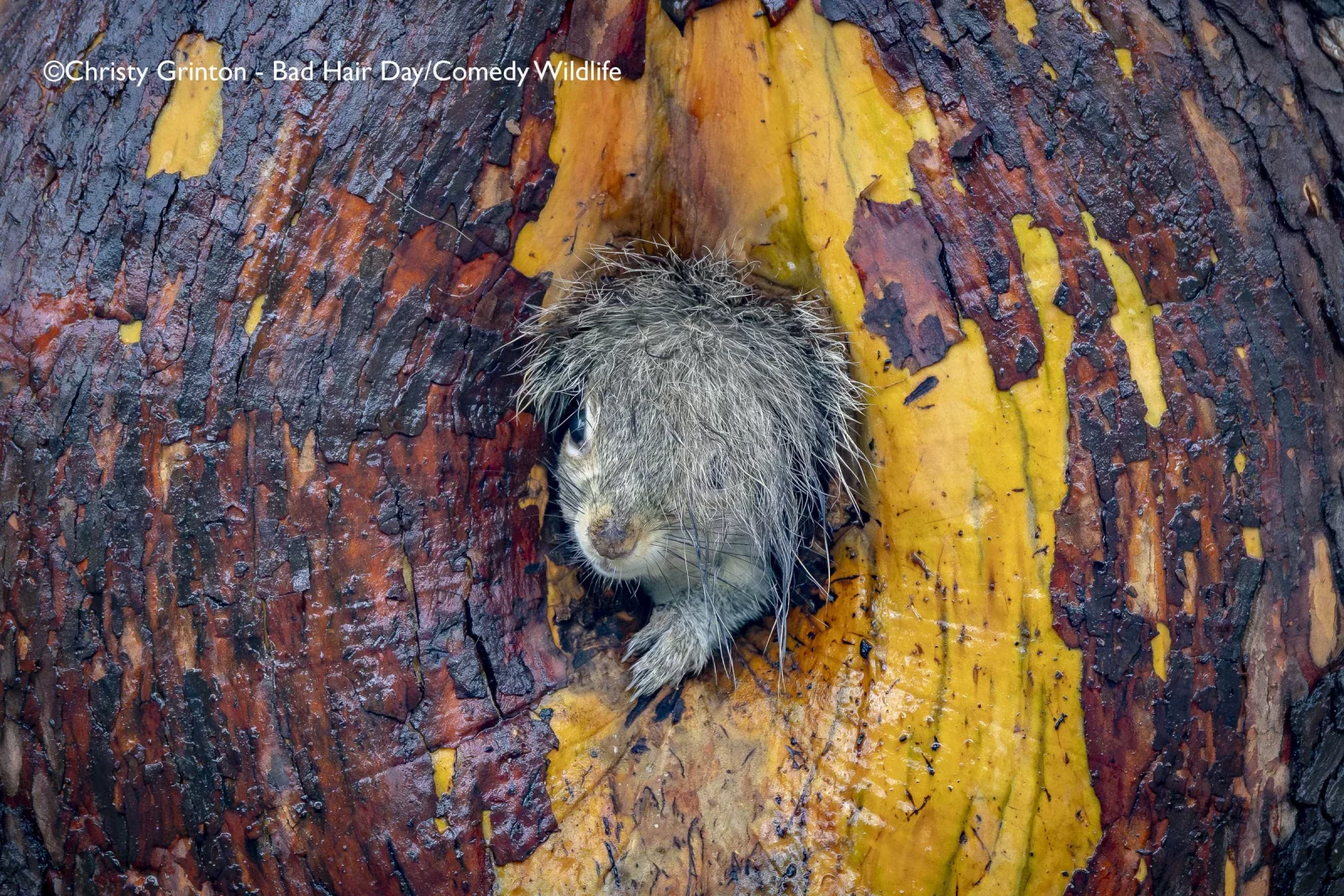Comedy Wildlife Photography Awards 2025 finalists Comedy Wildlife Photography Awards 2025 finalists