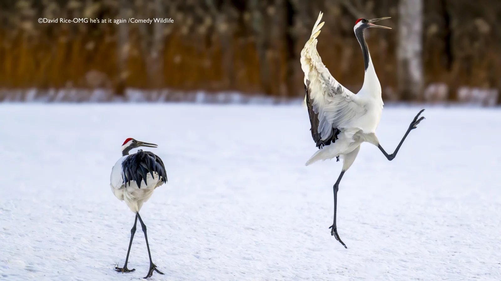 Comedy Wildlife Photography Awards 2025 finalists Comedy Wildlife Photography Awards 2025 finalists