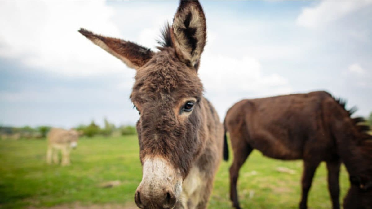 Why Donkey Milk Is In Demand In Telangana, And Why Parents Still Swear By It