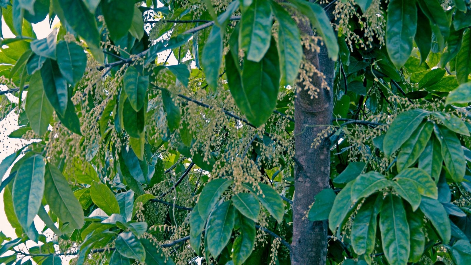 Sacred Flowers To Offer Lord Shiva During Karthika Masam Sacred Flowers To Offer Lord Shiva During Karthika Masam