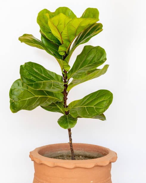 Fiddle Leaf Fig: Perfect for larger rooms, this tall beauty instantly elevates the vibe — drape it with lights for a festive glow. Fiddle Leaf Fig: Perfect for larger rooms, this tall beauty instantly elevates the vibe — drape it with lights for a festive glow.