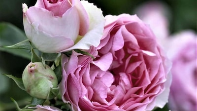 Bulgarian roses, in essence, embody both science and sensuality making them a true jewel of luxury beauty.