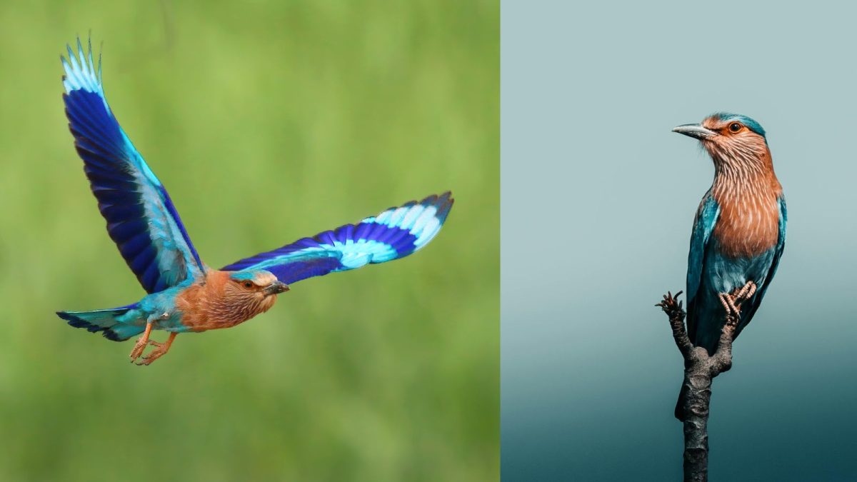 India Rolt Where Did The Blue Go? Tracing The Vanishing Indian Roller Across South ...