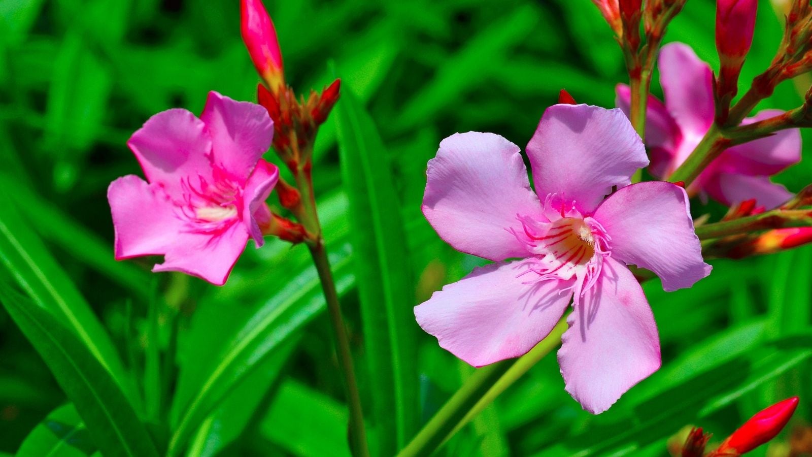 Sacred Flowers To Offer Lord Shiva During Karthika Masam Sacred Flowers To Offer Lord Shiva During Karthika Masam