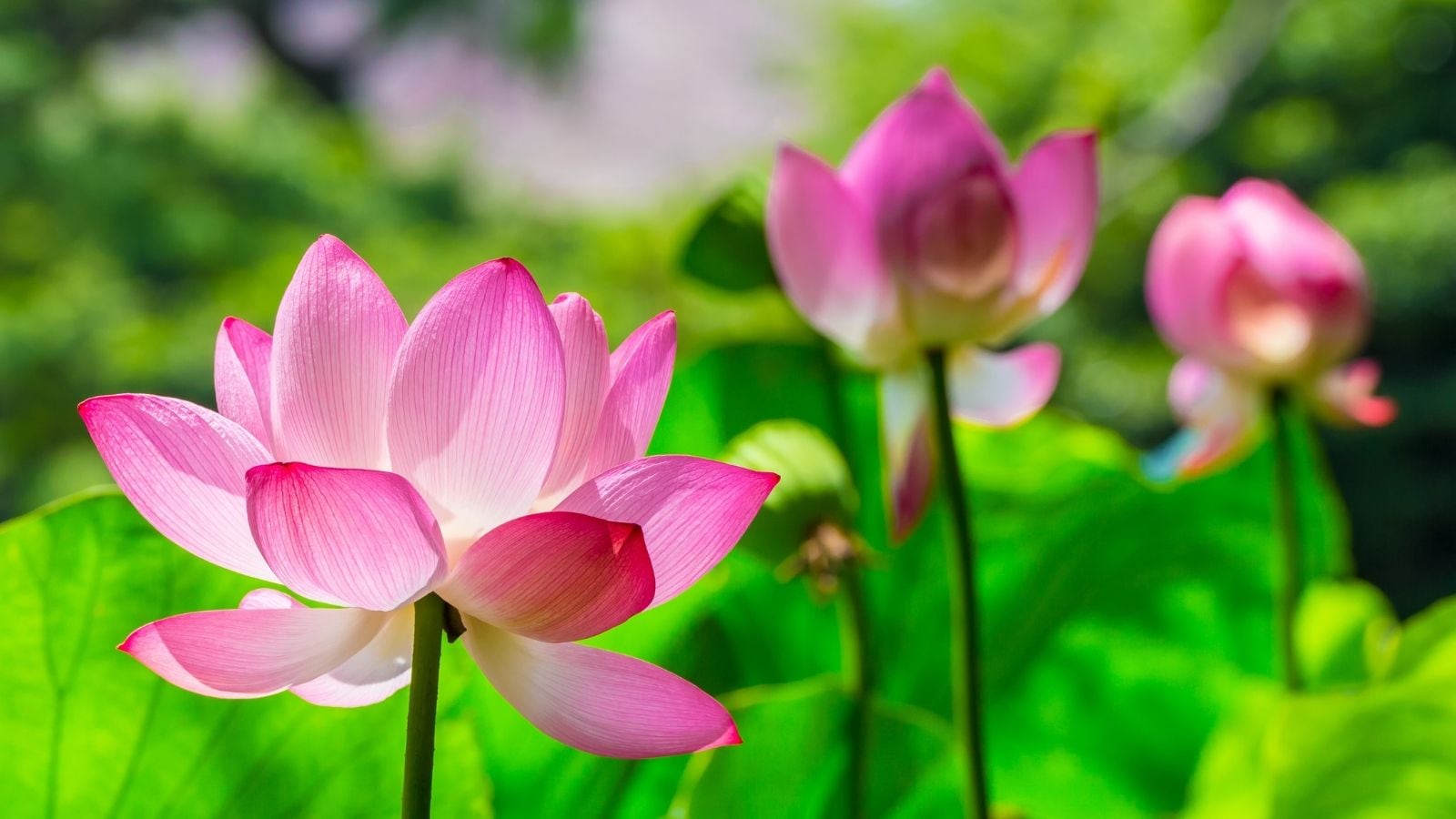 Sacred Flowers To Offer Lord Shiva During Karthika Masam Sacred Flowers To Offer Lord Shiva During Karthika Masam