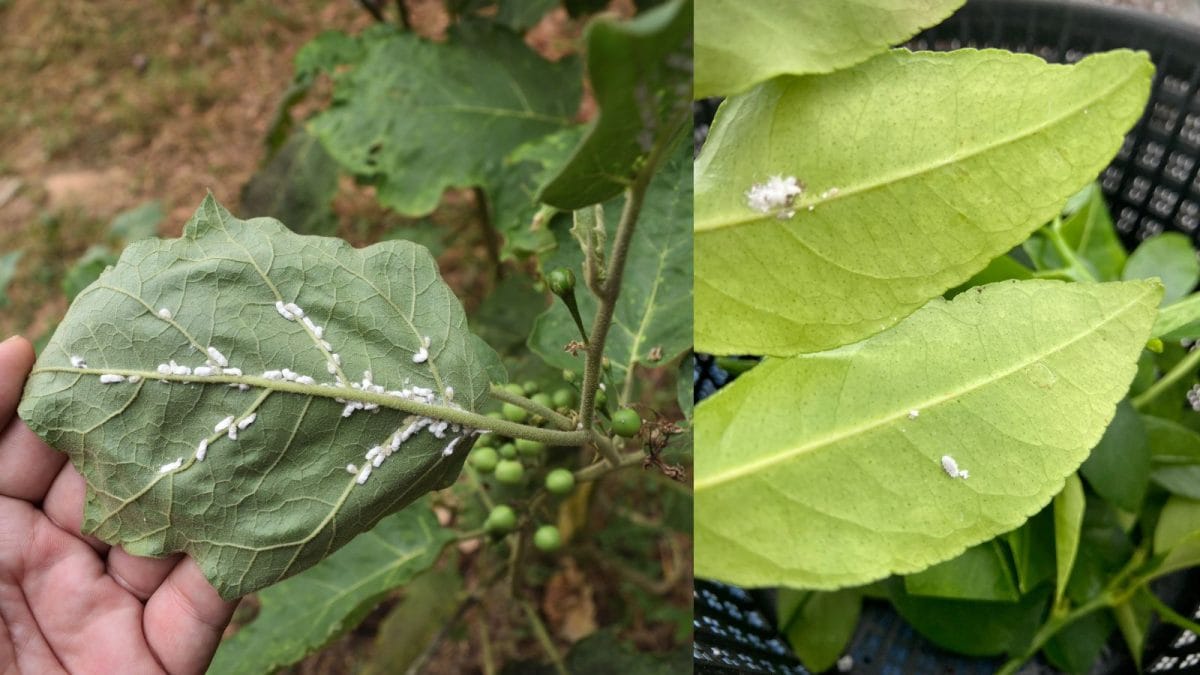 No Pesticides Needed: One Shampoo Sachet Can Save Your Garden