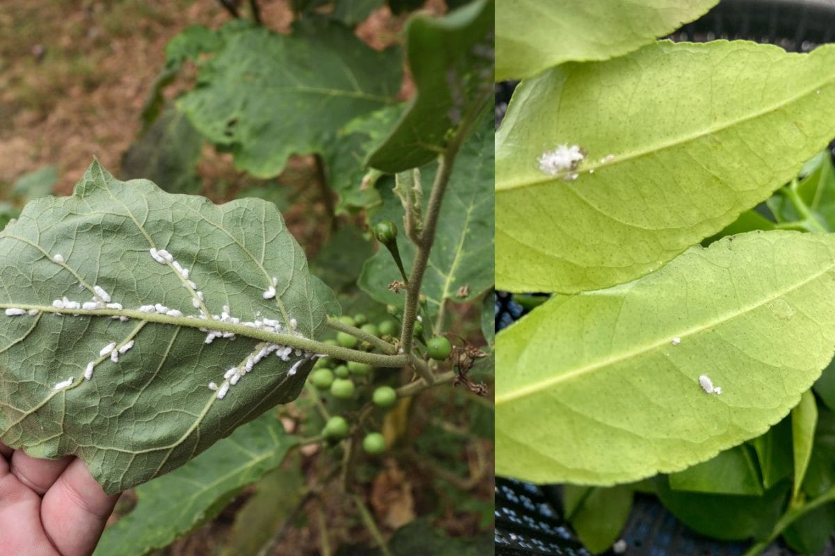 No Pesticides Needed: One Shampoo Sachet Can Save Your Garden
