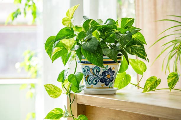 Money Plant: Known for attracting prosperity, it’s perfect for Diwali or Karwa Chauth décor — easy to drape around windows or shelves. Money Plant: Known for attracting prosperity, it’s perfect for Diwali or Karwa Chauth décor — easy to drape around windows or shelves.