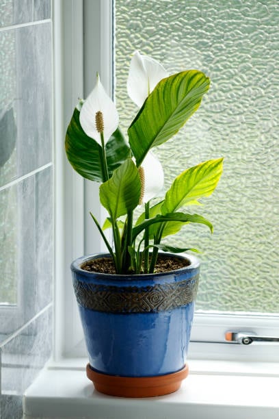 Peace Lily: With white blooms and air-purifying qualities, it adds serenity and style to your festive setup. Peace Lily: With white blooms and air-purifying qualities, it adds serenity and style to your festive setup.