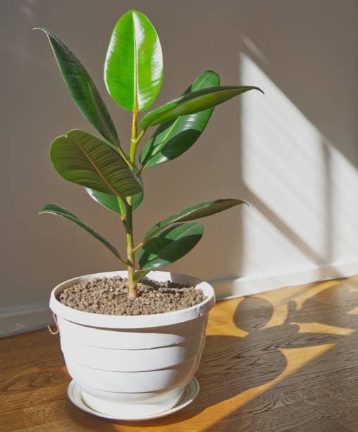 Rubber Plant: Its bold, glossy leaves make a great statement piece — style it with fairy lights or gold planters. Rubber Plant: Its bold, glossy leaves make a great statement piece — style it with fairy lights or gold planters.