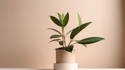 Rubber plants thrive with the right light, water, and soil. Experts say placing them in the southeast direction, as per Vastu, may also help attract financial stability.