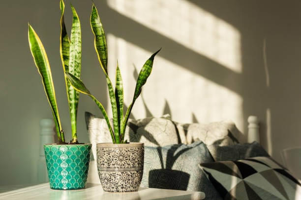 Snake Plants: Tall and striking, it adds structure to your space and blends well with modern or traditional décor. Snake Plants: Tall and striking, it adds structure to your space and blends well with modern or traditional décor.