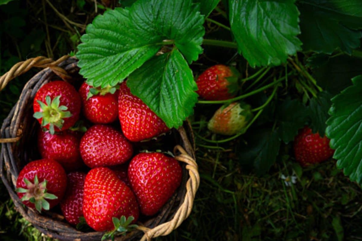 Strawberry Farming: Make Money From Home This Winter With This Simple Trick!