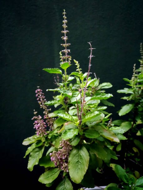 Tulsi: Spiritually significant in Indian households, Tulsi adds both tradition and freshness to your festive decor. Tulsi: Spiritually significant in Indian households, Tulsi adds both tradition and freshness to your festive decor.
