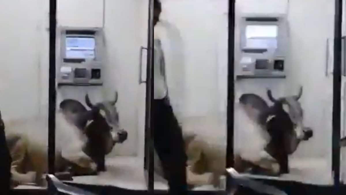 Bull Finds Cool Relief in Uttar Pradesh ATM