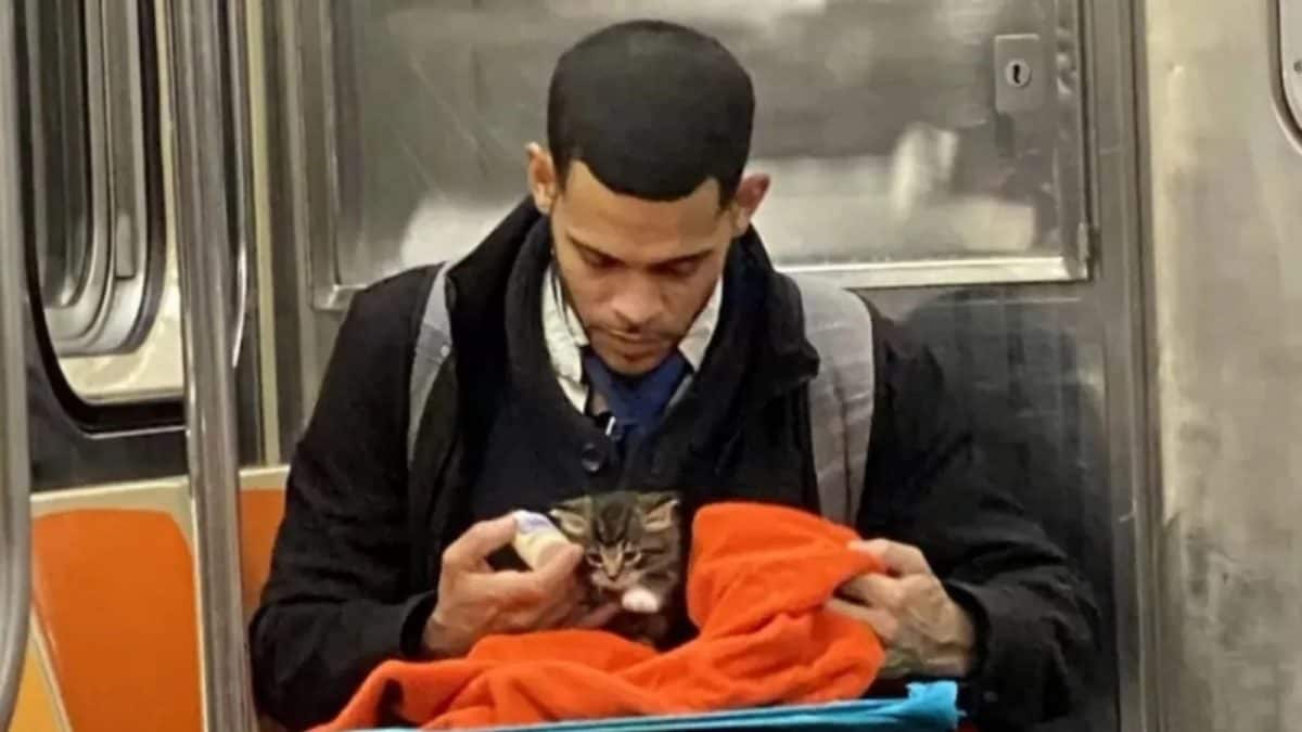 Man Bottle-Feeds Kitten on NYC Subway, Inspiring Others