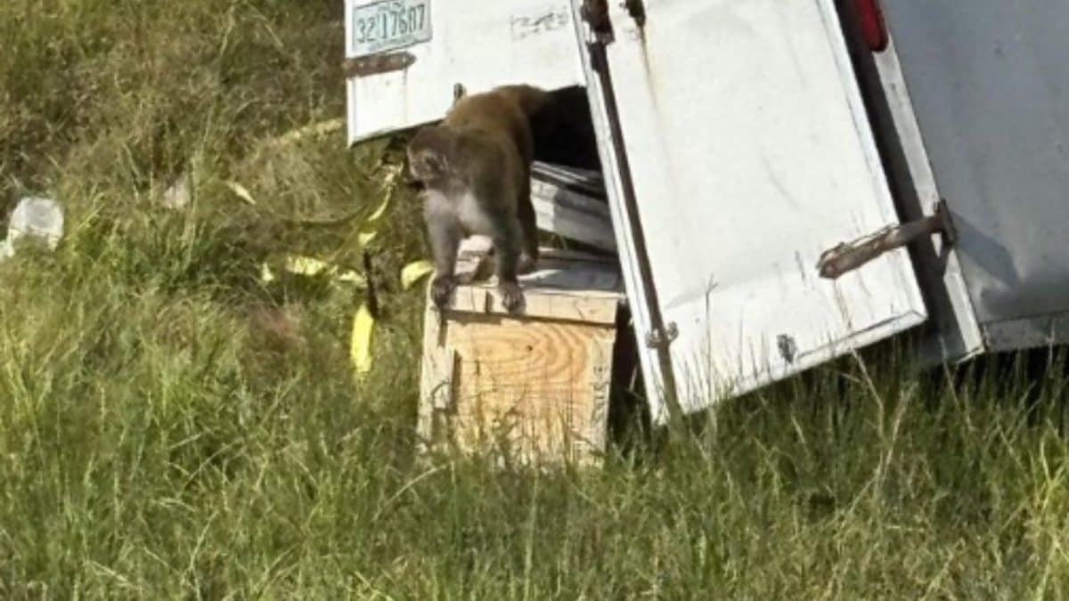 Monkeys At Large After Truck Transporting Monkeys Overturns In US' Mississippi Highway