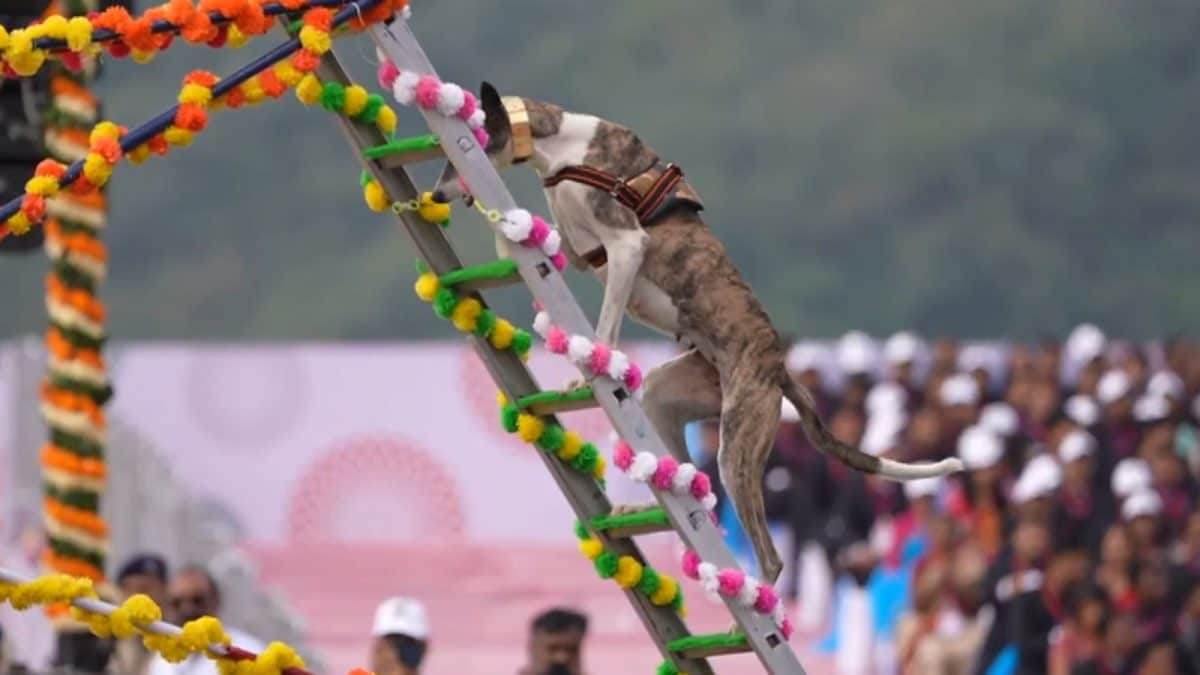 ‘Most Admired Part’: PM Modi Praises Demonstrations By Indigenous Dogs At Rashtriya Ekta Divas