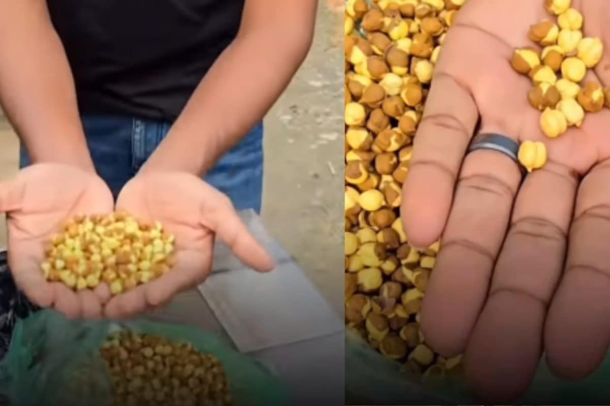 Man ‘Reveals’ Roasted Chickpeas Contain Harmful Chemicals Linked To Cancer: ‘Ghor Kalyug Hai’ | Video