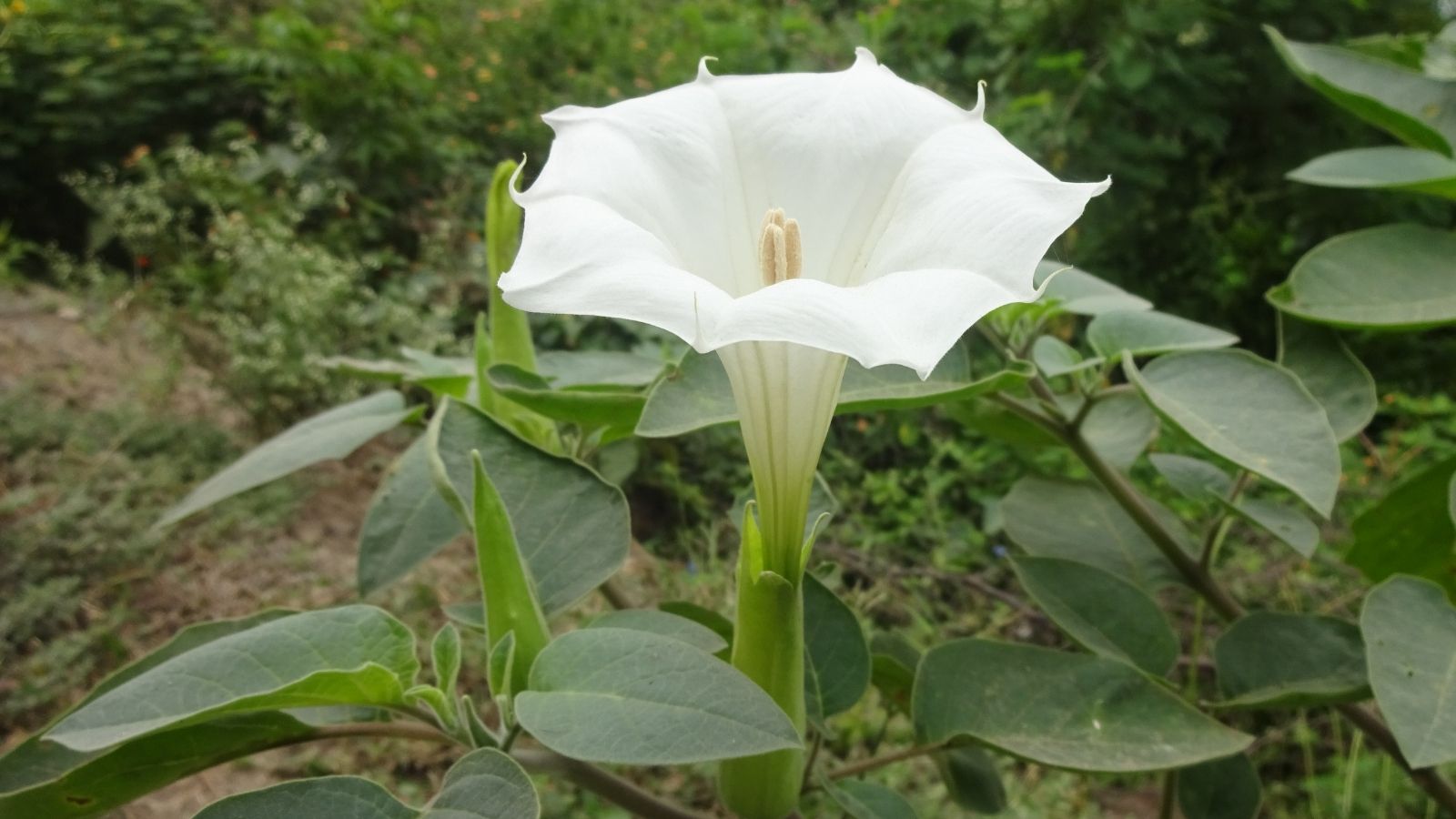 Sacred Flowers To Offer Lord Shiva During Karthika Masam Sacred Flowers To Offer Lord Shiva During Karthika Masam