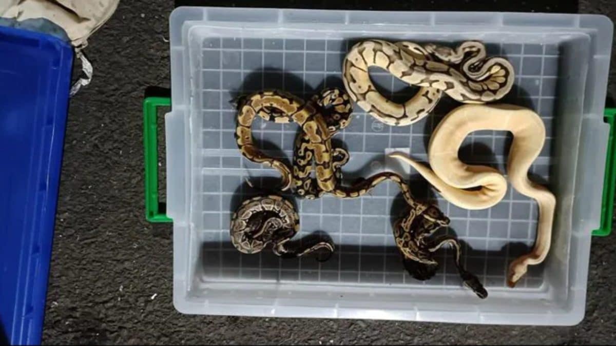 154 Exotic Animals, Including Baby Anacondas, Seized At Mumbai Airport; Thane Woman Booked