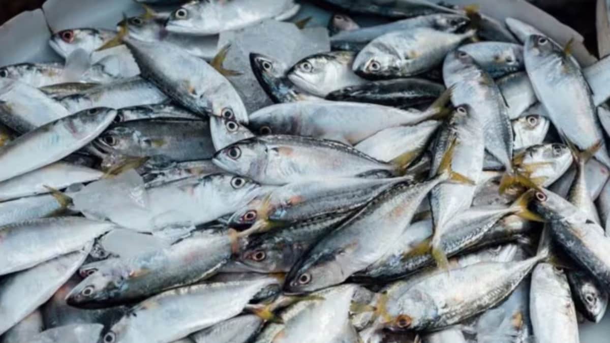 India’s Fish Production Doubles In A Decade, 74.66 Lakh Jobs Created Under Govt Schemes