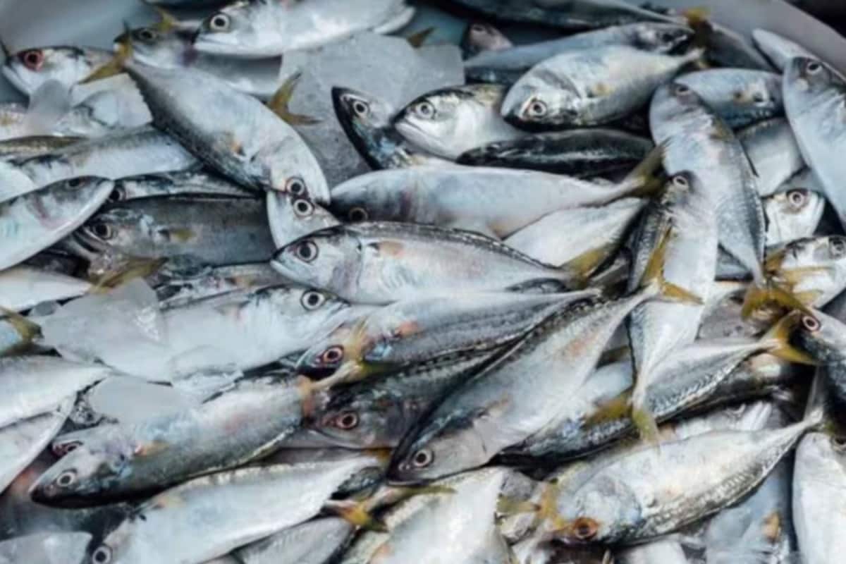 Love Fish Curry? This Popular Variety Could Harm Your Health