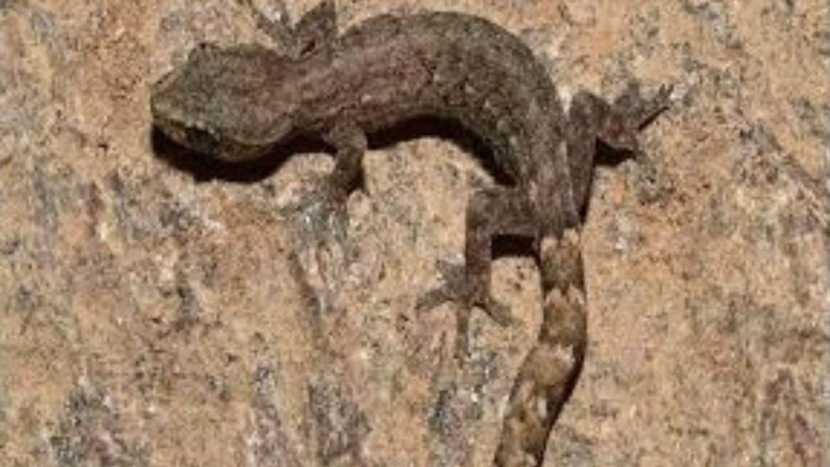 Tiny Wonder From Tirumala: New Gecko Species Named After Lord Venkateswara Discovered