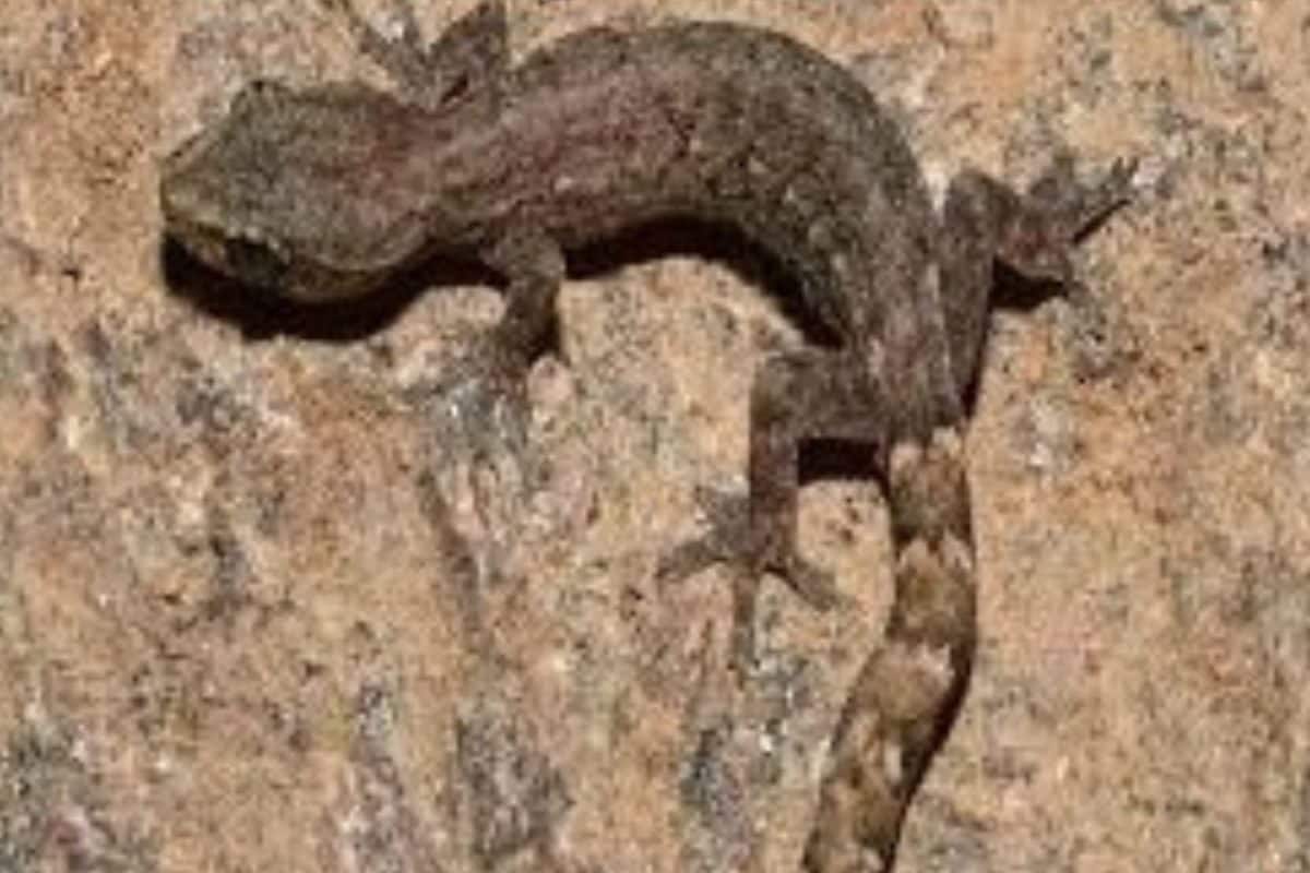 Tiny Wonder From Tirumala: New Gecko Species Named After Lord Venkateswara Discovered