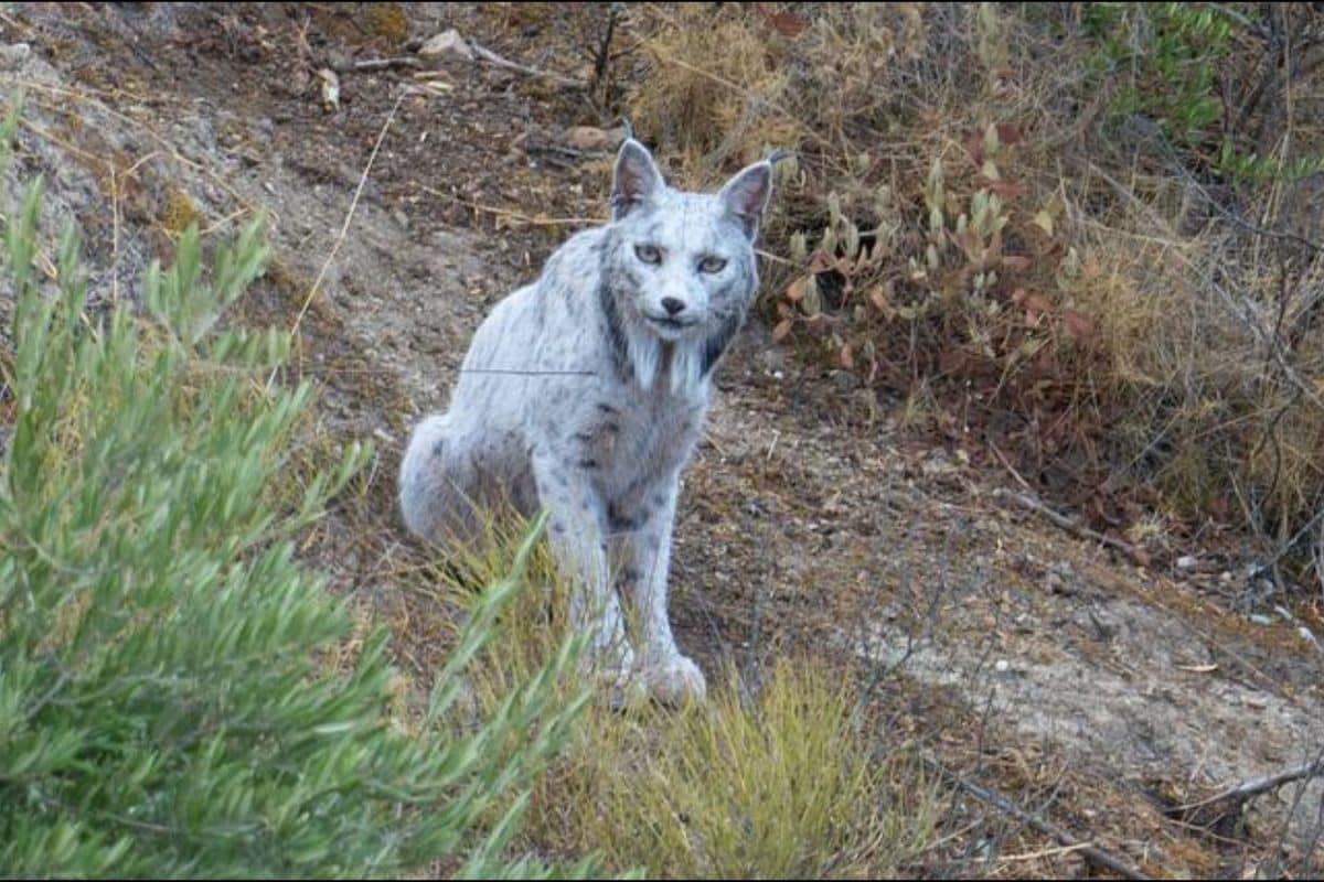 World's First-Ever White Iberian Lynx Spotted In Spain: 'Conservation Done Right'